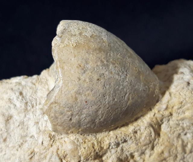 Apiocrinus parkinsoni (SCHLOTHEIM 1820) - Bild &copy; FossNet FossilienStore